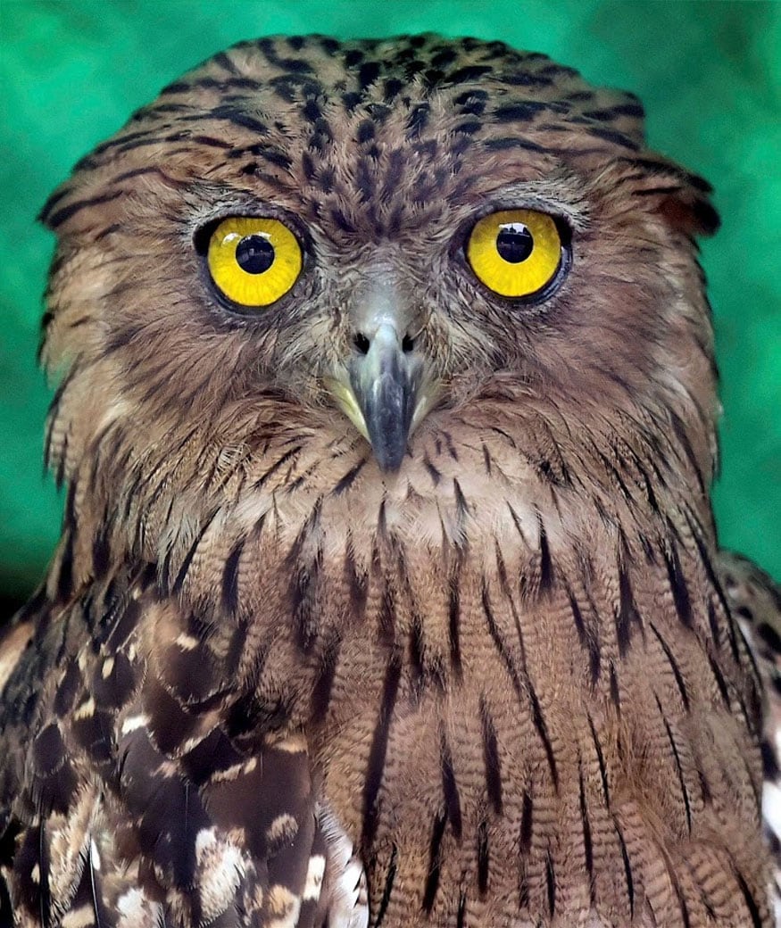 New Delhi: A Brown fish Owl at its cage inside the Delhi zoo on Sunday. (Image: PTI)