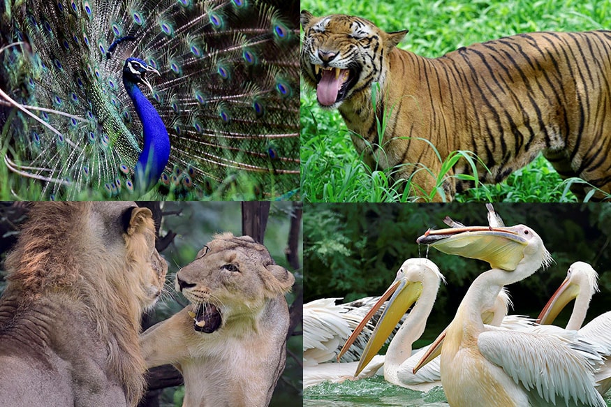 Delhi Zoo: National Zoological Park in Delhi