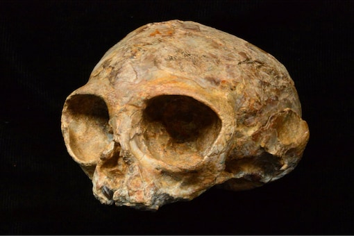 Oldest Ever Human Fossils Excavated in Israel