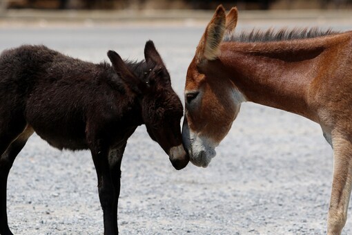 Picture for representation. (Photo: Reuters/Yiannis Kourtoglou)