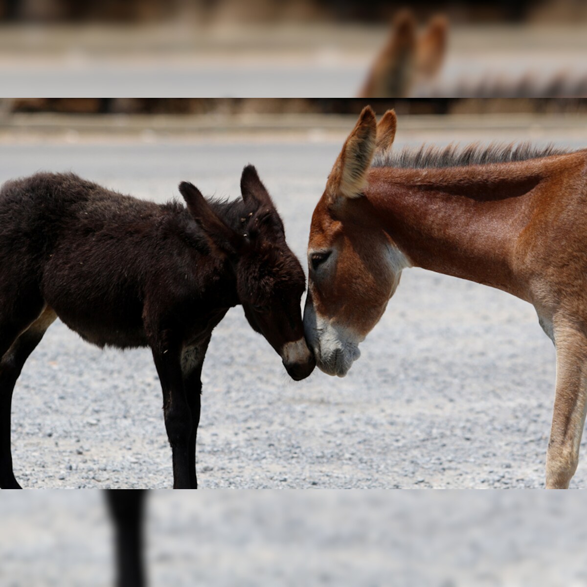 After Cow, Donkey Issued Hall Ticket to Write Exam in Jammu And Kashmir