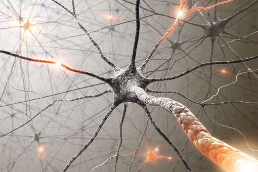 The klotho protein was found to enhance cognitive and physical performance in aging or impaired mice, said a study carried out by scientists at the University of California. (Photo courtesy: AFP Relaxnews/ ktsimage/ Istock.com)