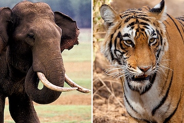 tiger attack elephant