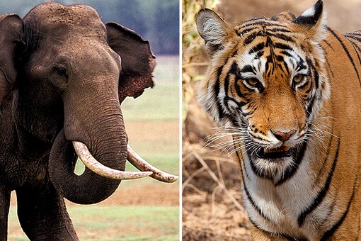 Elephant, Tiger Attacks Killed One Person a Day on Average, Says Centre