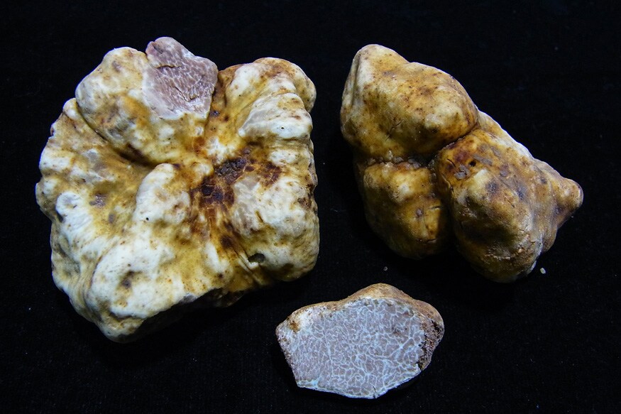 Foodies Delight as Newly Discovered White Truffle Species Mushroom in Thailand