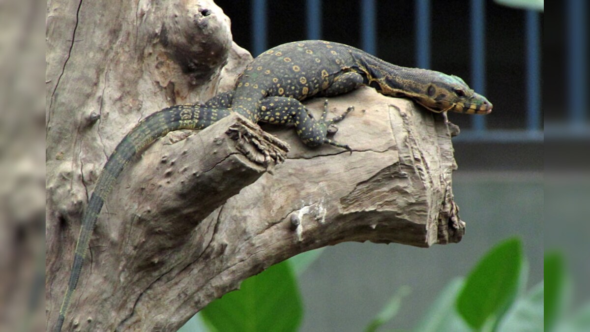 FameHungry Chinese Vlogger Dies Eating Centipedes and Lizards During