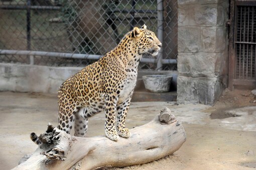 Woman Seeks US Govt's Help After Daughter Charged for Feeding Animals in Thai Zoo Woman Seeks US Govt's Help After Daughter Charged for Feeding Animals in Thai Zoo