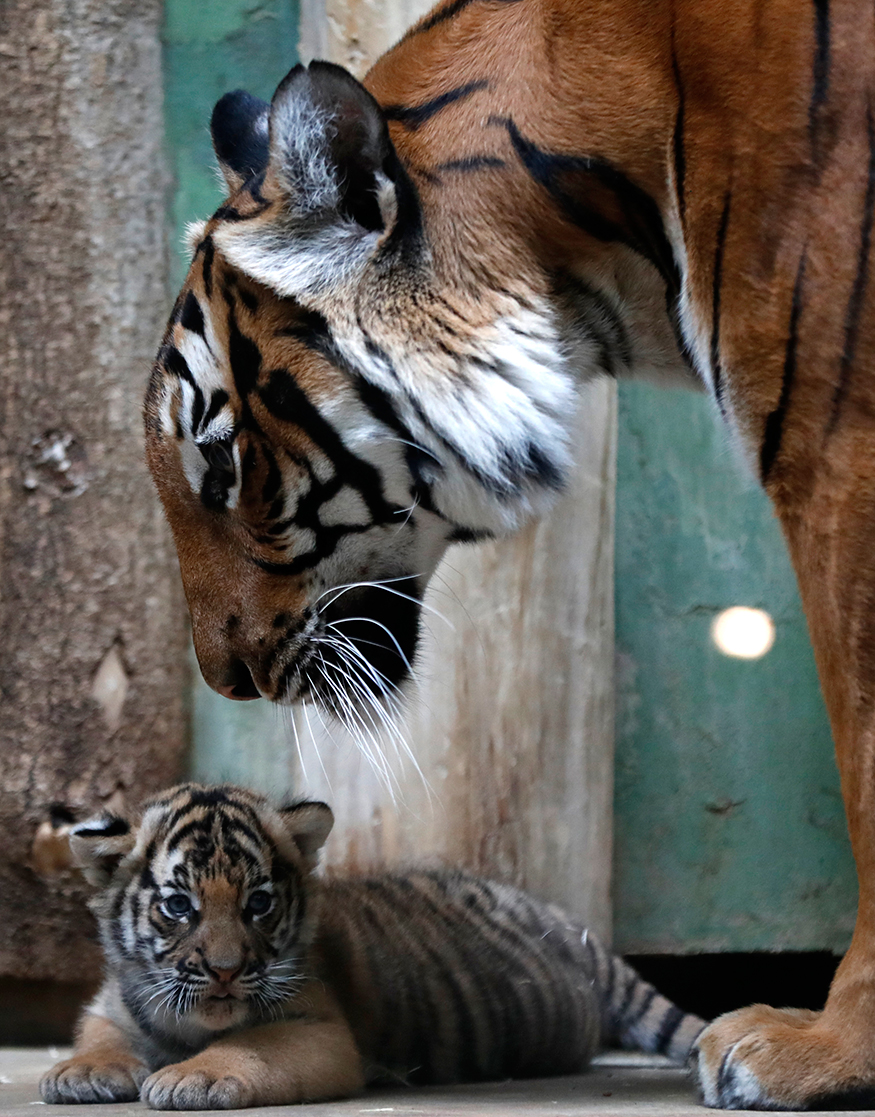 Pics Of Malayan Tigers Are The Cutest Thing You'll See Today - News18