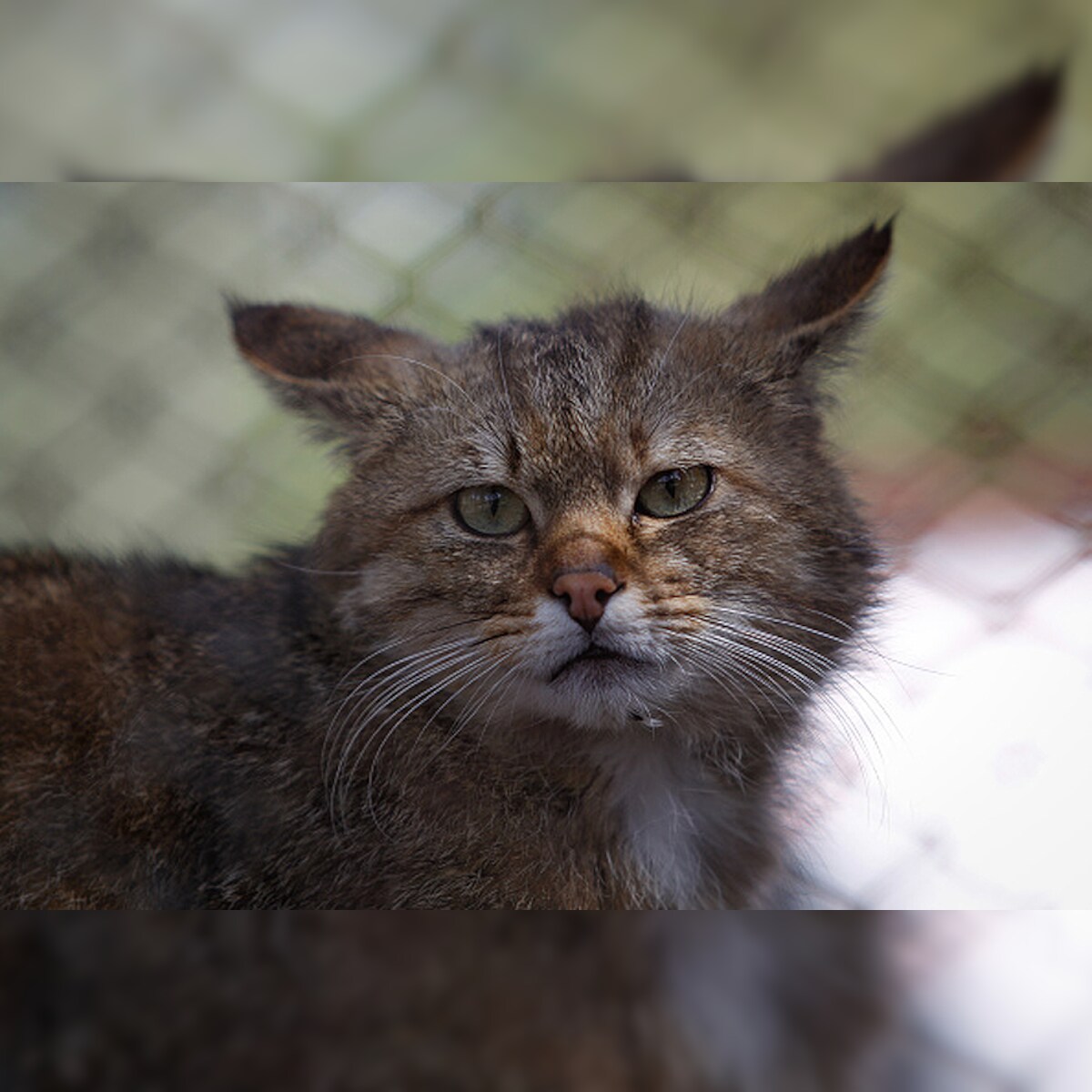 Missing Cats' Uncanny Link to 'Mutton' Stump Animal Lovers Missing Cats' Uncanny Link to 'Mutton' Stump Animal Lovers