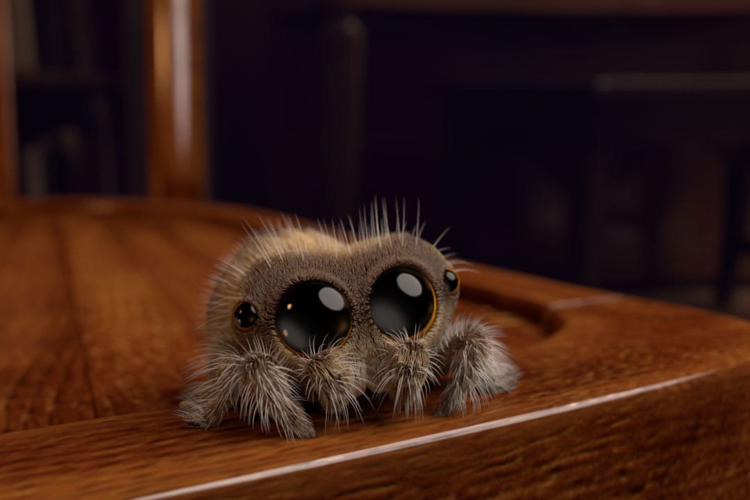 Meet Lucas, The Cutest Spider In The World And The Perfect Cure For
