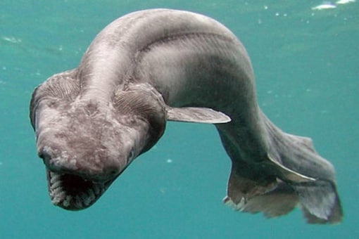 The frilled shark was caught off the Algarve coast in Portugal.