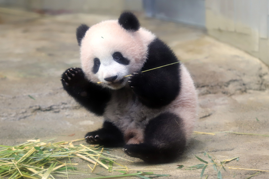 newborn panda