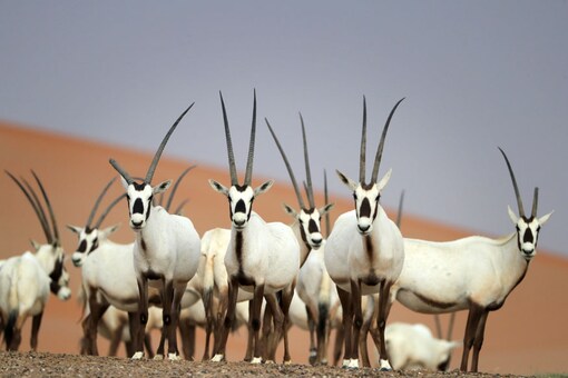 ԡѺ繷 Arabian Oryx Sanctuary  Um al-Zamool ᴹѰѺõѺش  (Ҿ: AFP Relaxnews/ KARIM SAHIB)