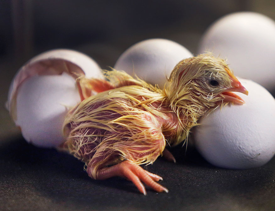 10. Germany: A freshly hatched chick cheeps after strong efforts to break t...
