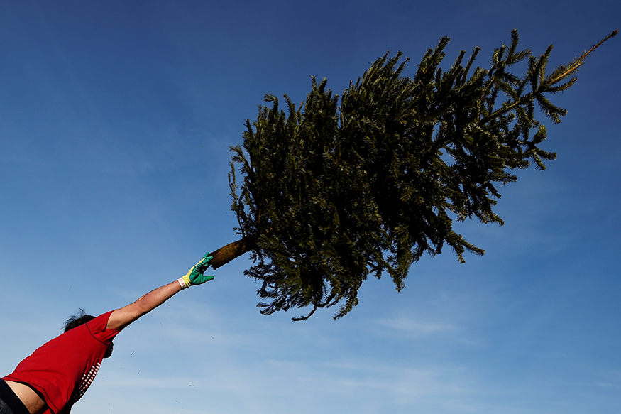 In Pictures Christmas Tree Throwing Competition Photogallery