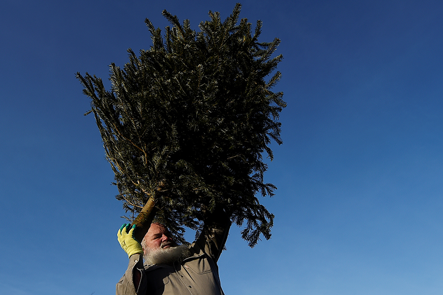 In Pictures Christmas Tree Throwing Competition