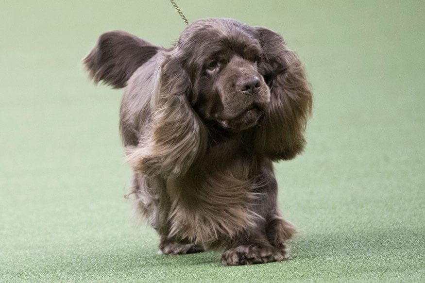 bean westminster dog show