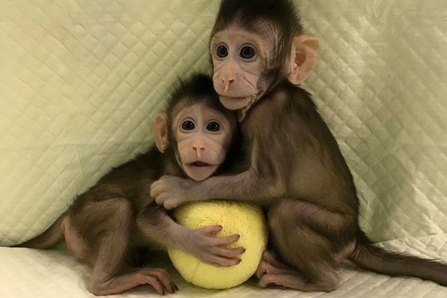 In Pictures 20 Cloned Animals Through the Years News18