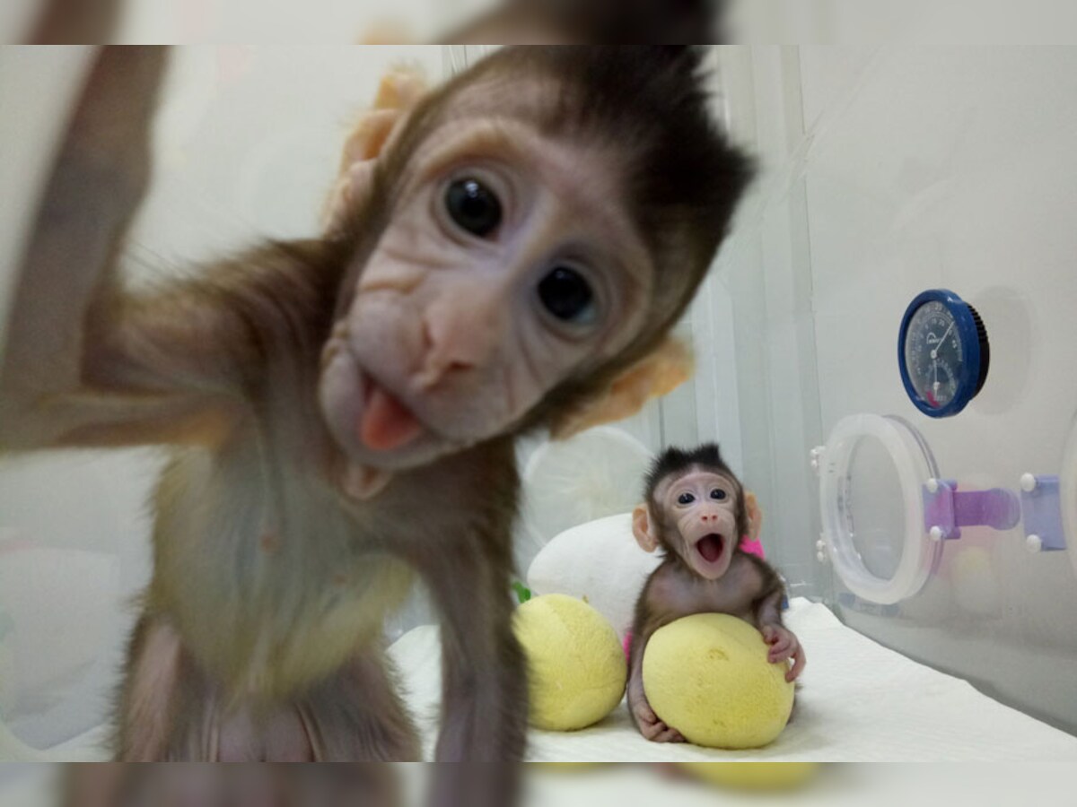 In Pictures: 20 Cloned Animals Through the Years In Pictures: 20 Cloned Animals Through the Years