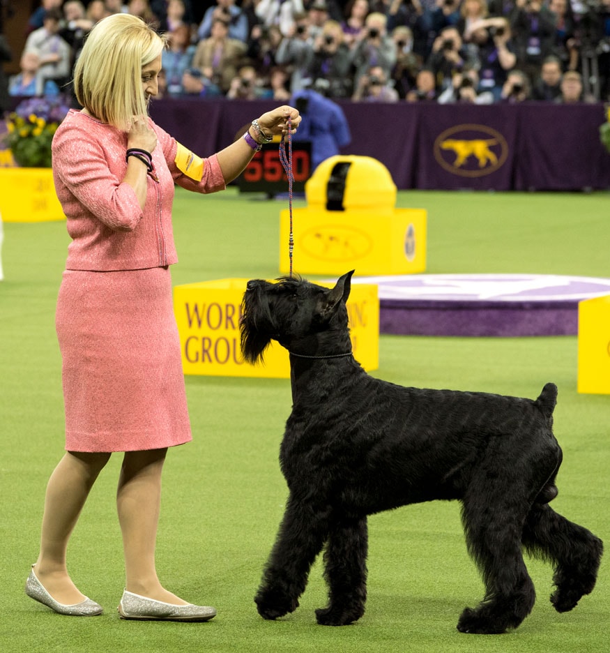 giant schnauzer westminster