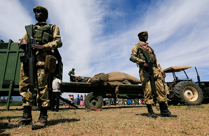 Mass Capture & Translocation of Wild Animals in Kenya - News18