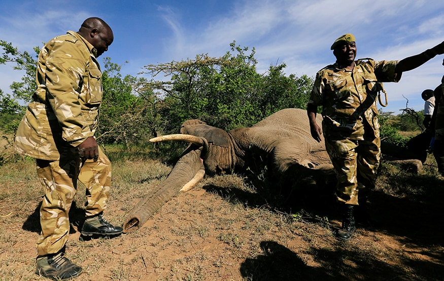 Mass Capture & Translocation of Wild Animals in Kenya - News18