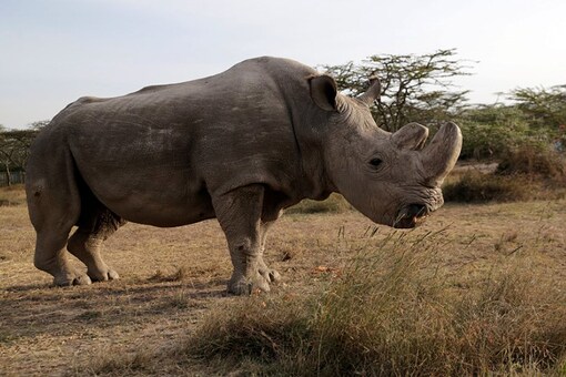 File photo of the last male northern white rhino named 'Sudan', seen at the Ol Pejeta Conservancy in Laikipia, Kenya. (Reuters)