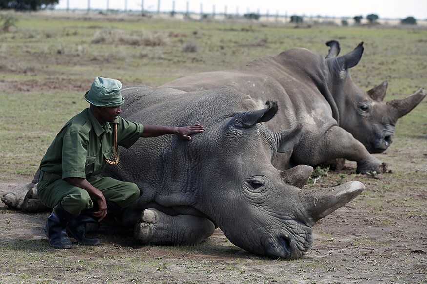 PICS: World's Last 2 Northern White Rhinos in Existence - News18