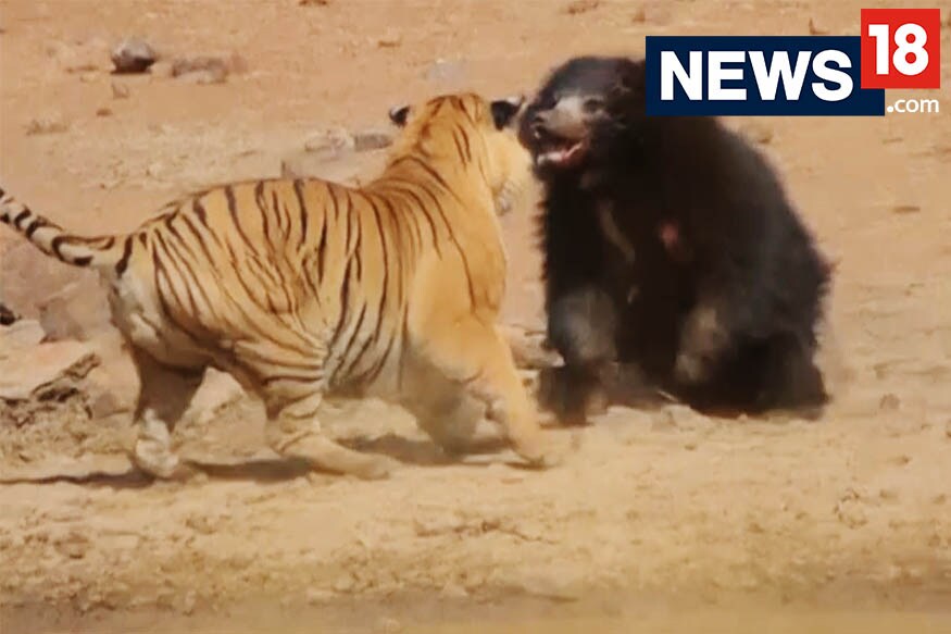 Watch: A female sloth bear takes on a male Bengal Tiger