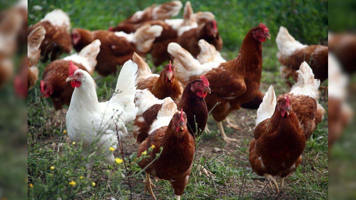 Murder Most Fowl: Chickens 'Teamed Up' to Kill Fox Trying to Enter ...