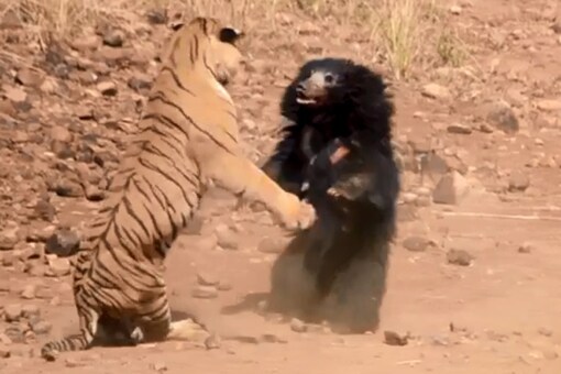 Mama Sloth Bear Fights off Tiger in Maharashtra, Becomes Social Media