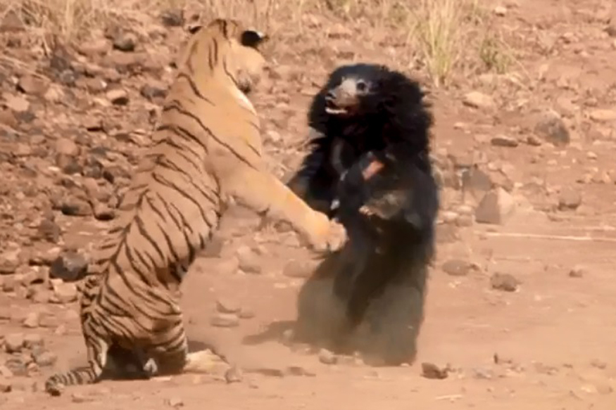 sloth bear vs tiger