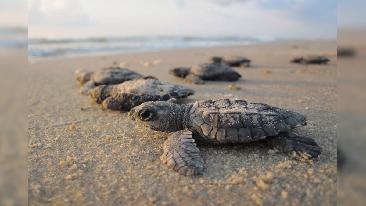 All You Need to Know About World Turtle Day 2020 News18