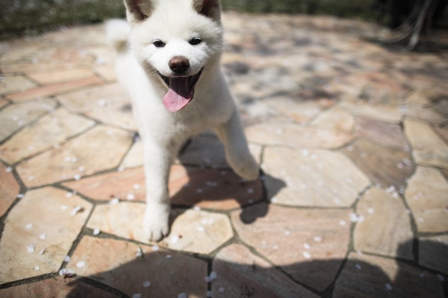 Japan's 'Hachiko' Akita Breed Dogs Melt Foreign Hearts