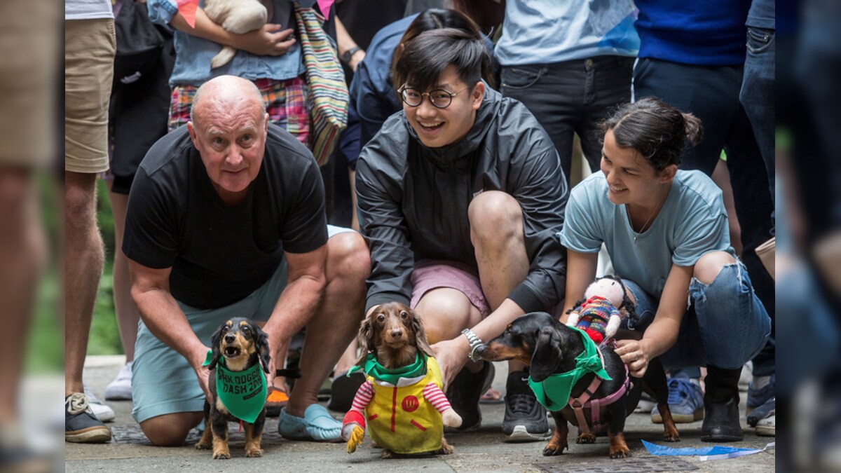 Hong Kong 'Doggie Dash' Raises Funds For Abandoned Pooches News18
