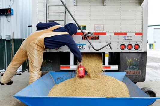 Representative image: A worker takes a sample from an incoming truckload of soybeans. (File Photo/Reuters)