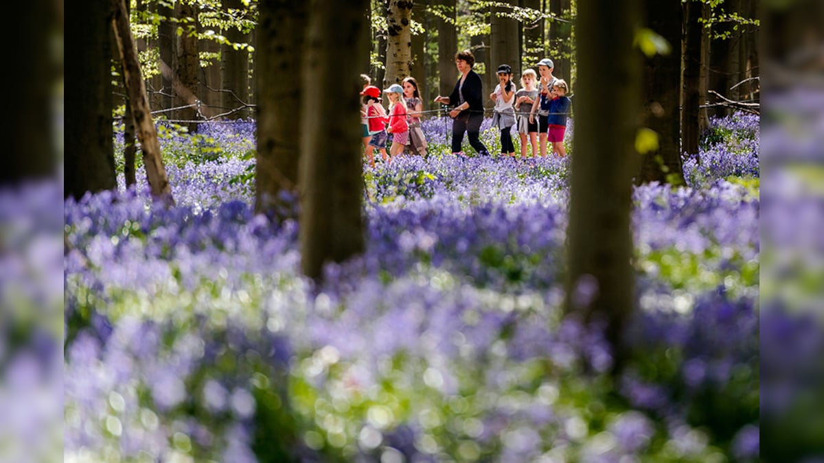 Необыкновенный синий лес Hallerbos. Бельгия