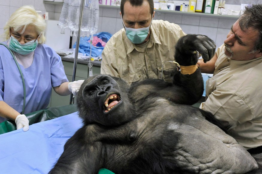 Pictures Show the Pain Doctors Face While Treating Big Animals News18