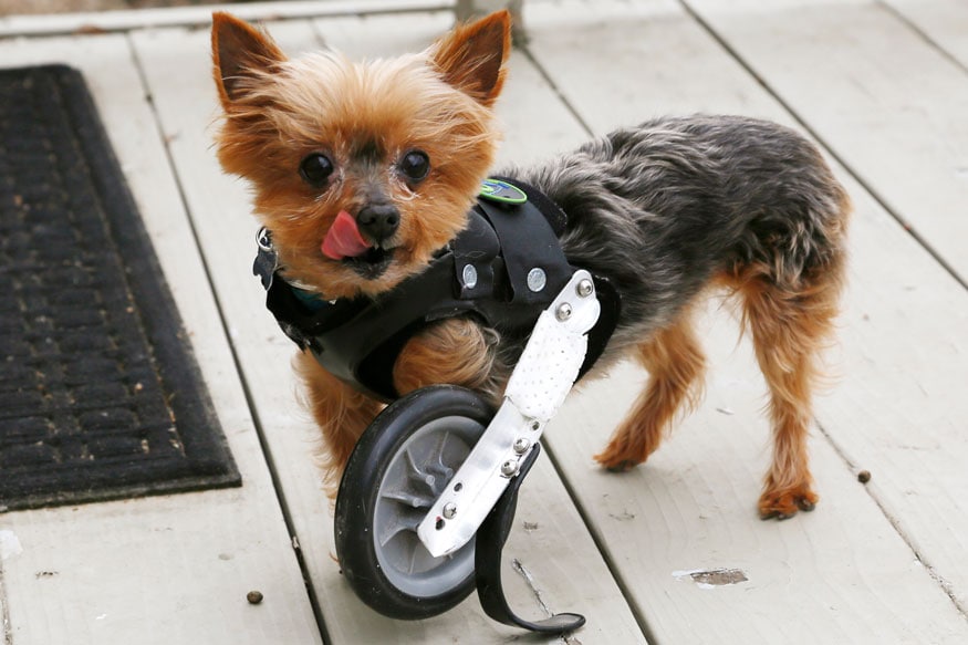 13 Animal Amputees Who Walk Again In Photos News18