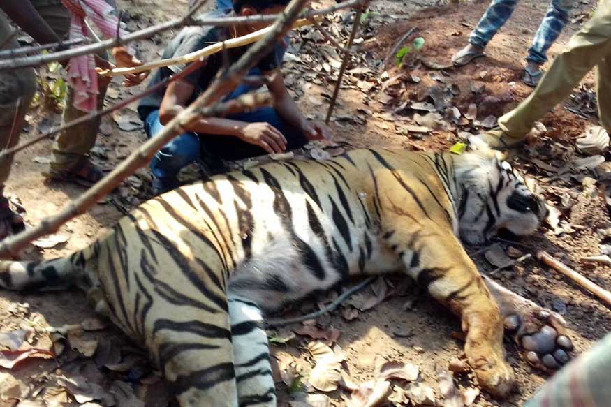 Royal bengal tiger found dead in West Bengal's Lalgarh