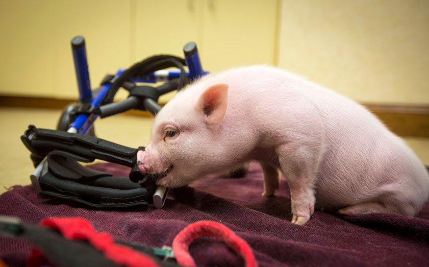 13 Animal Amputees Who Walk Again - In Photos 13 Animal Amputees Who Walk Again - In Photos