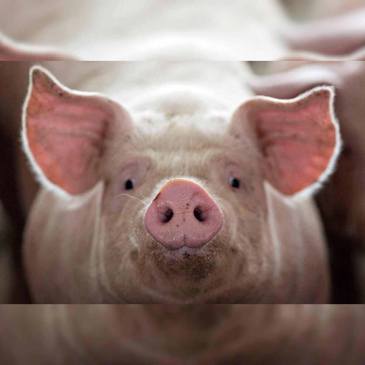 China S Celebrity Earthquake Pig Exposes Sensitivities