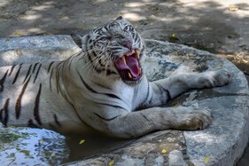 To be Among Top 10 in World, Delhi Zoo Plans Virtual Reality and Mobile App