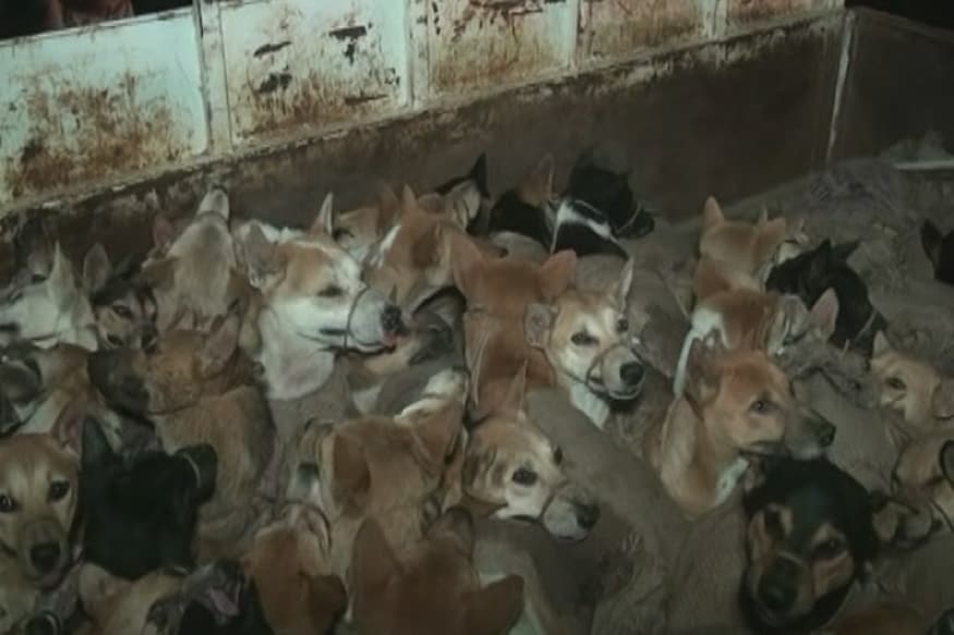 Amid Kolkata Carcass Scandal, Assam Police Rescue 60 Dogs Being Smuggled for Meat Amid Kolkata Carcass Scandal, Assam Police Rescue 60 Dogs Being Smuggled for Meat