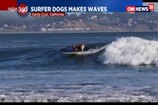 Watch: Surfer Dog Makes Waves