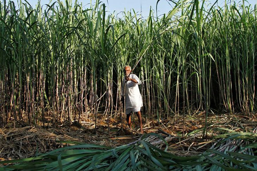 Govt Okays up to Rs 10,540 Crore Soft Loan to Help Sugar Mills Clear Cane Arrears