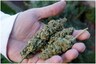 Someone Tried to Smuggle Weed from US to India in Sleeping Bags, Caught After ‘Strong Smell’
