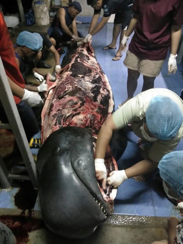 A whale found to have swallowed up to 80 plastic bags is seen in Songkhla, Thailand, in this still image from a June 1, 2018 video footage by Thailand's Department of Marine and Coastal Resources. Thailand's Department of Marine and Coastal Resources/Social Media/via REUTERS