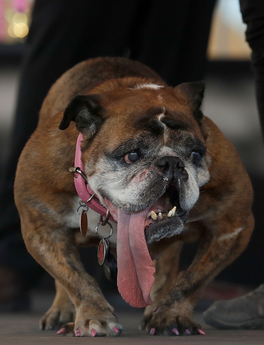 ugly dog contest 2018