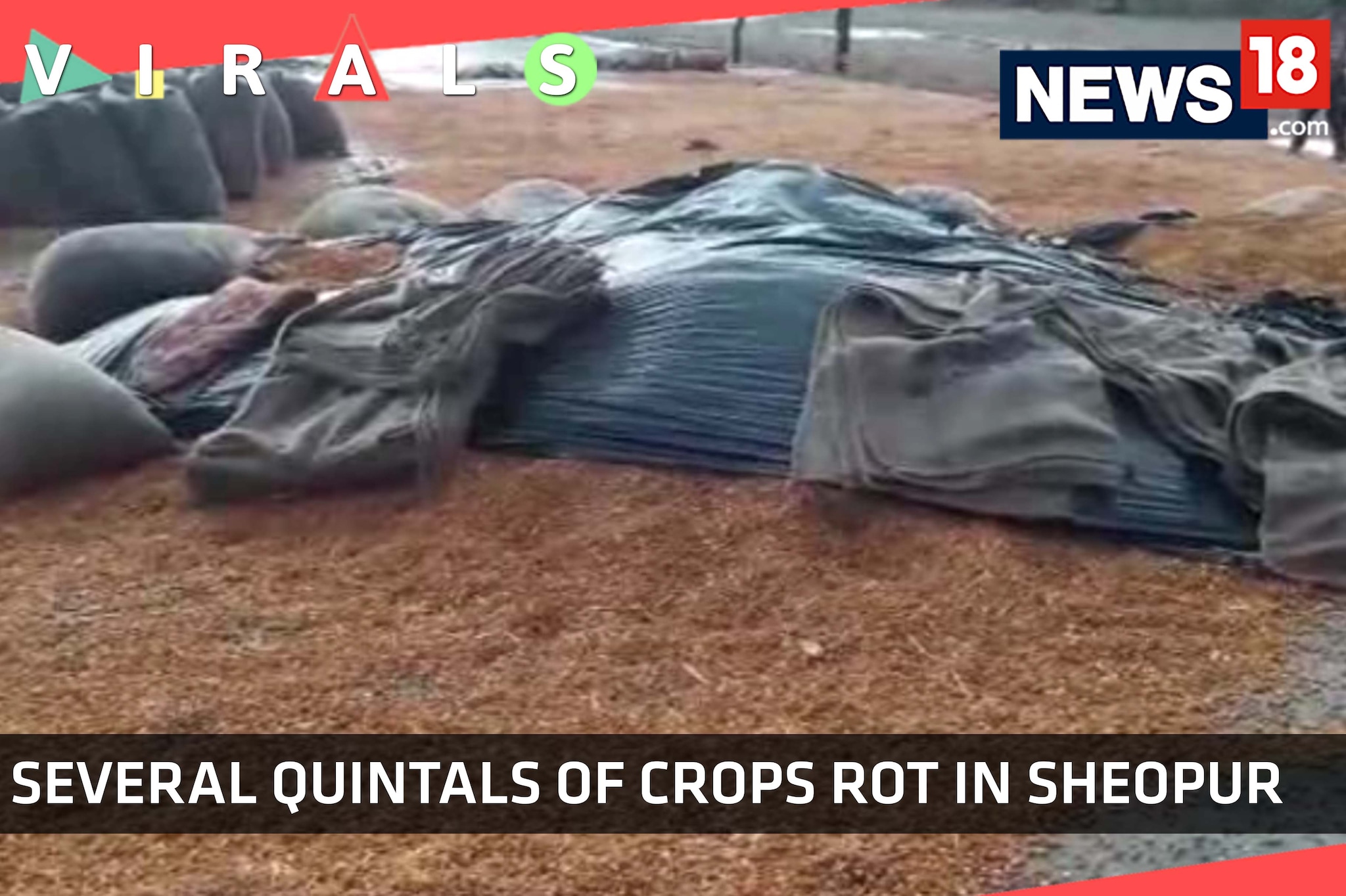 Crops Rot As The Authorities Turn Blind Eye Crops Rot As The Authorities Turn Blind Eye